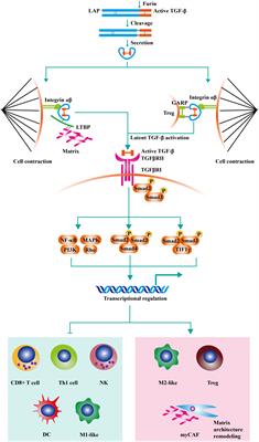 TGF-β: A novel predictor and target for anti-PD-1/PD-L1 therapy